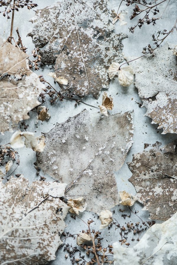 Comment éliminer les champignon similaires à la mérule dans votre maison ?