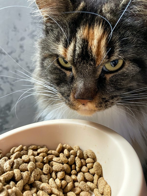 Faut-il régulièrement varier les croquettes pour chat?