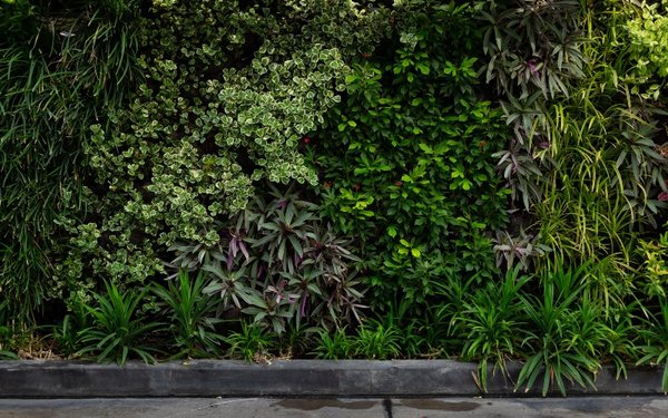 Mur végétal intérieur : Créer un oasis écologique chez vous avec nos conseils d'experts